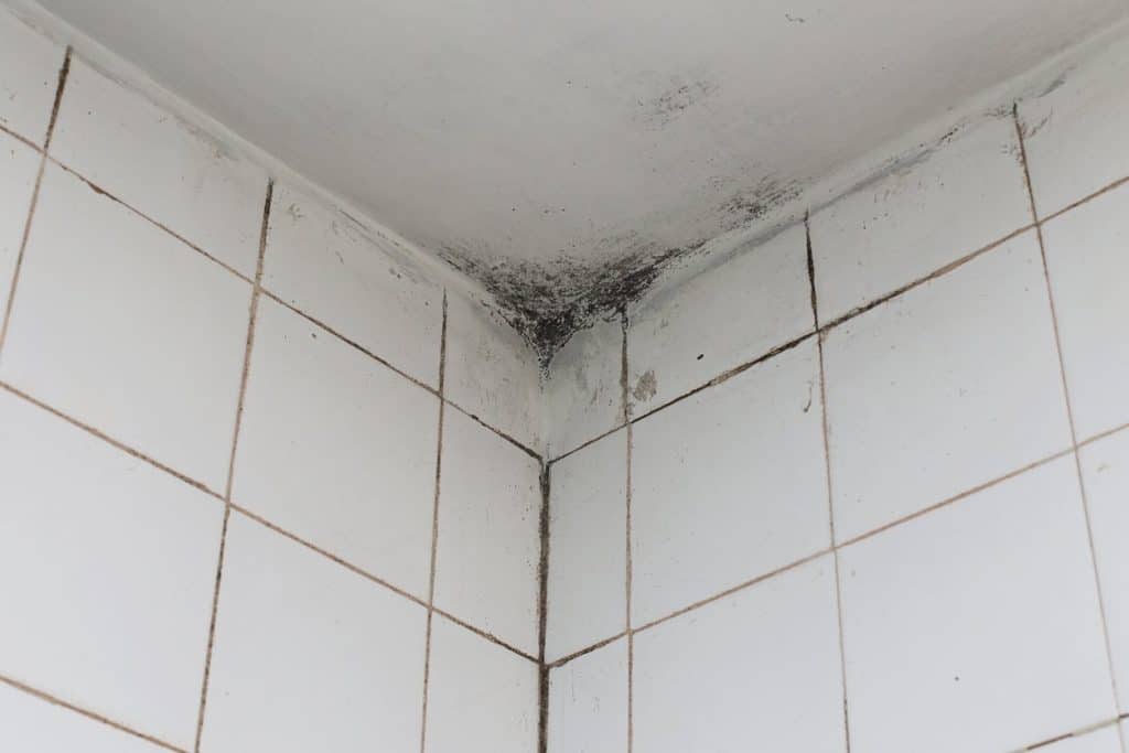 How to clean Mold in Bathroom