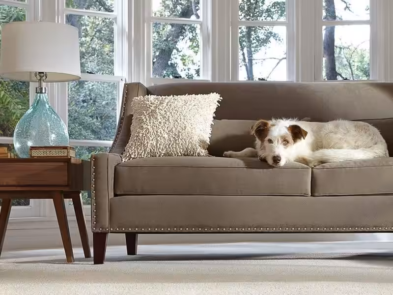 How to Keep a Home with Pets Clean